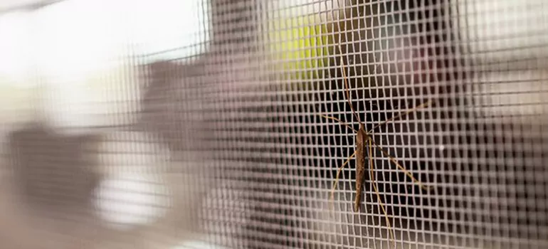 Repair Mosquito Mesh For Windows in Coral Gables, FL